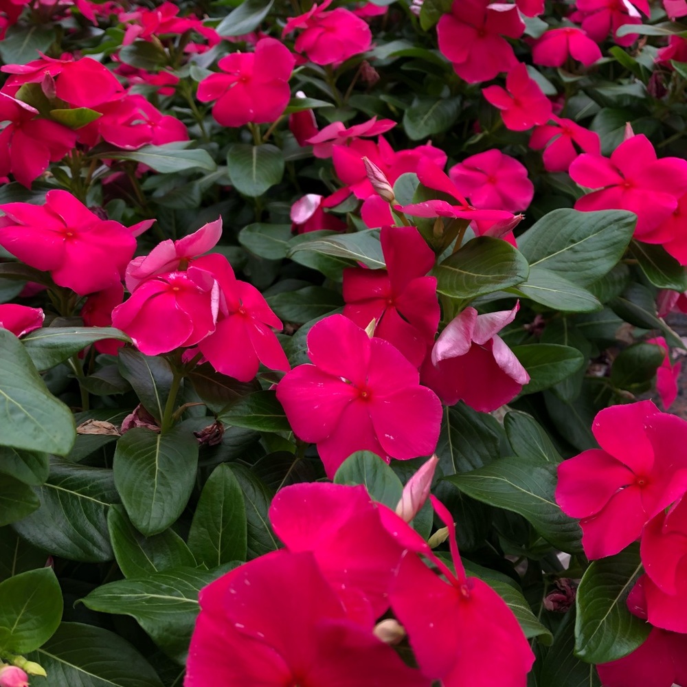 Meet your Posher, Waynette